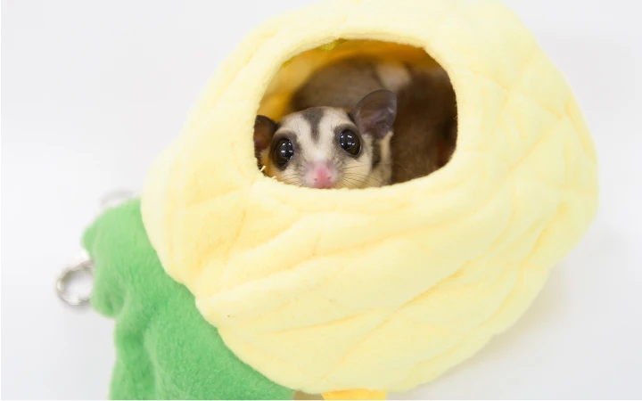 動物たちイメージ