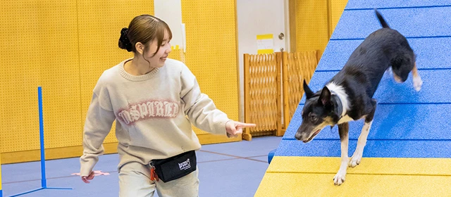 ドッグトレーニングゼミイメージ