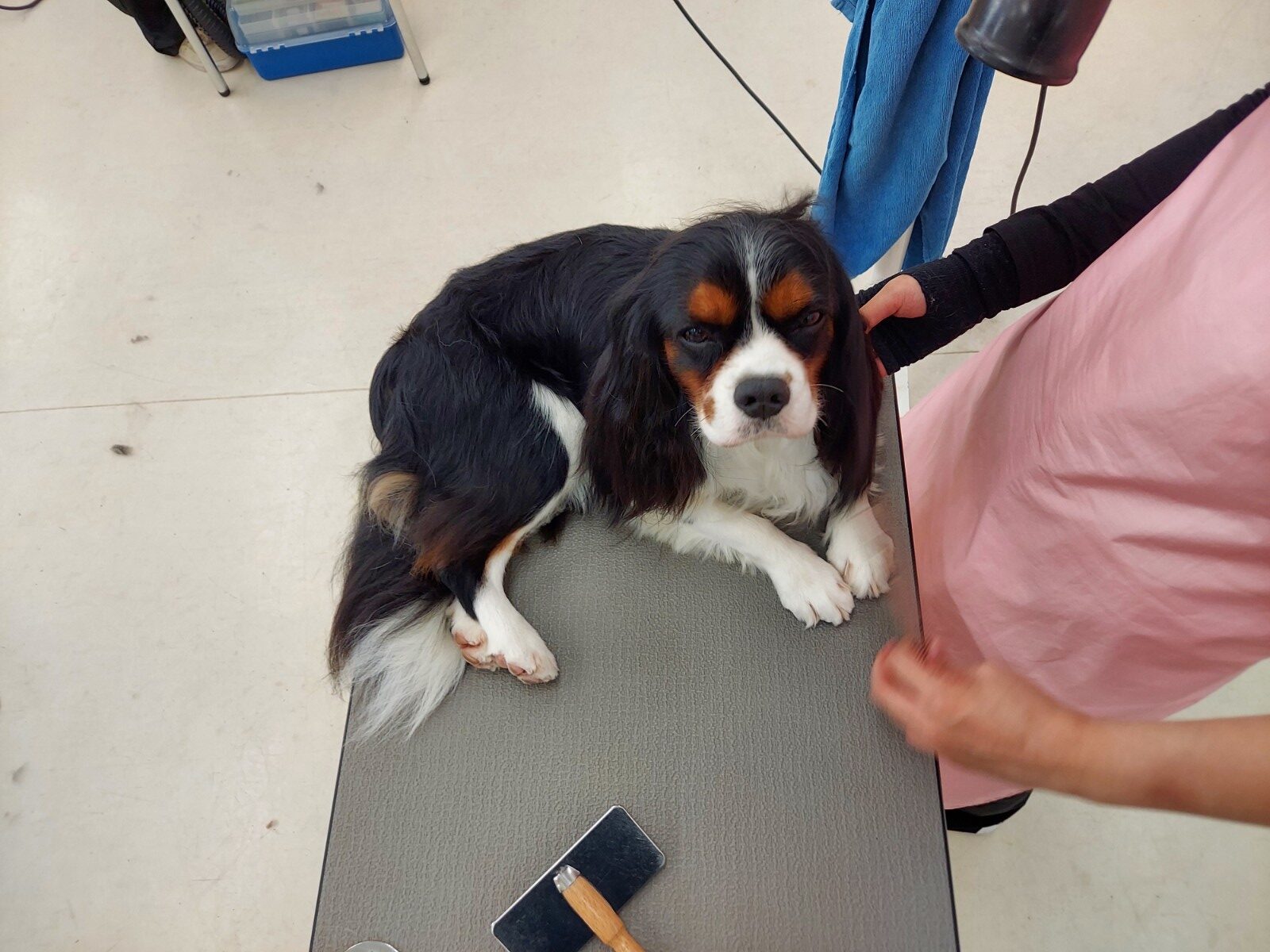 ”授業が始まりましたよ～～”９月は秋到来？・・・モデル犬も到来！！！