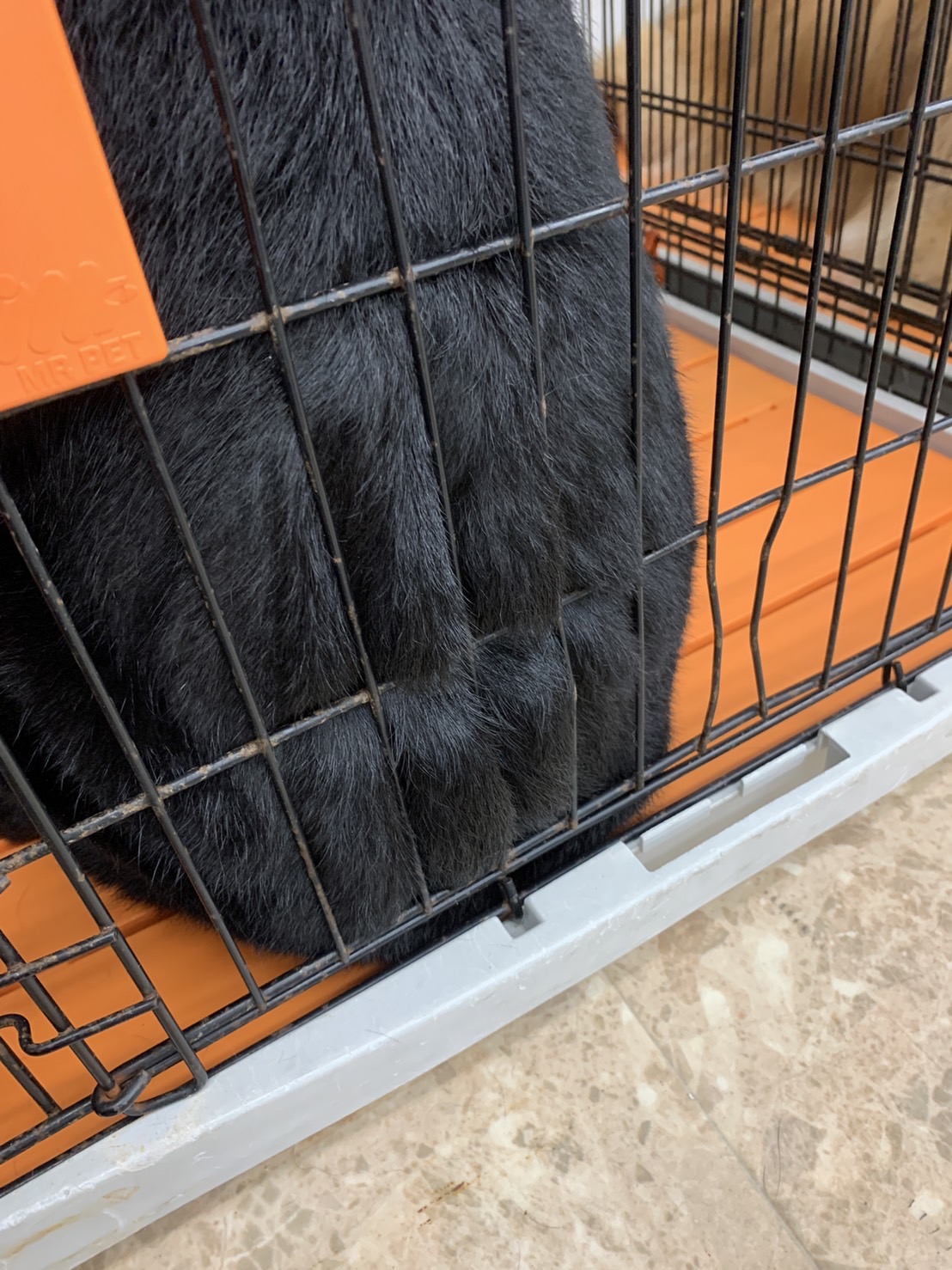 グルーミングシャンプー後のひととき