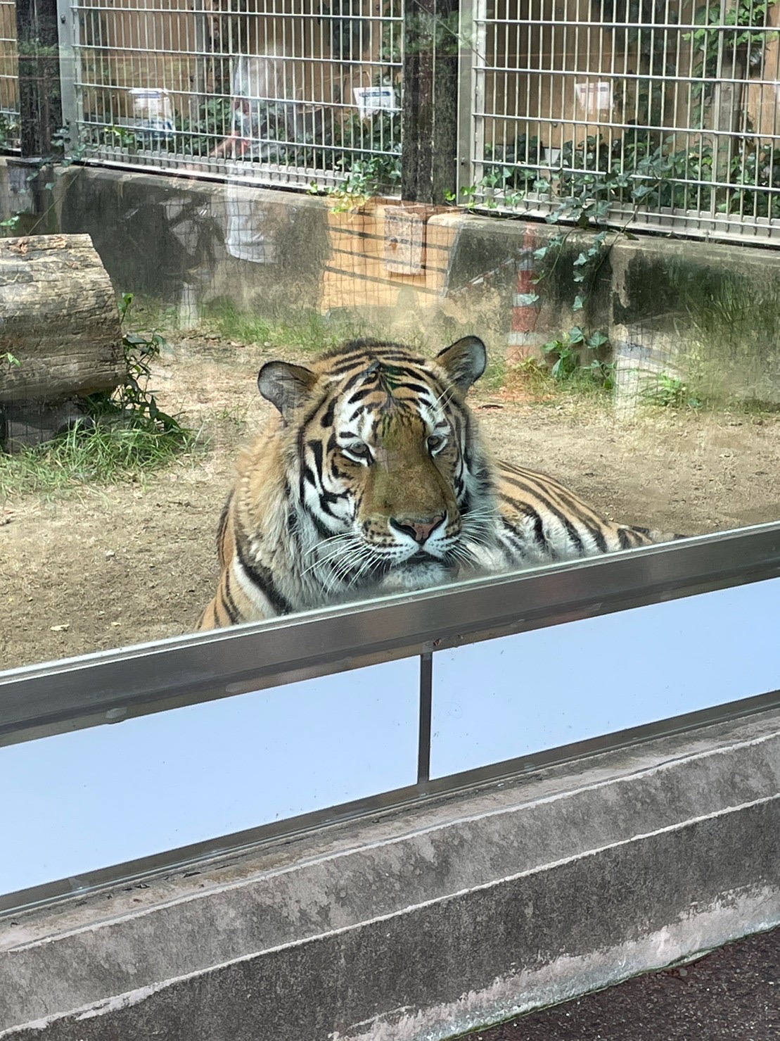 神戸市立王子動物園ガイドツアー★