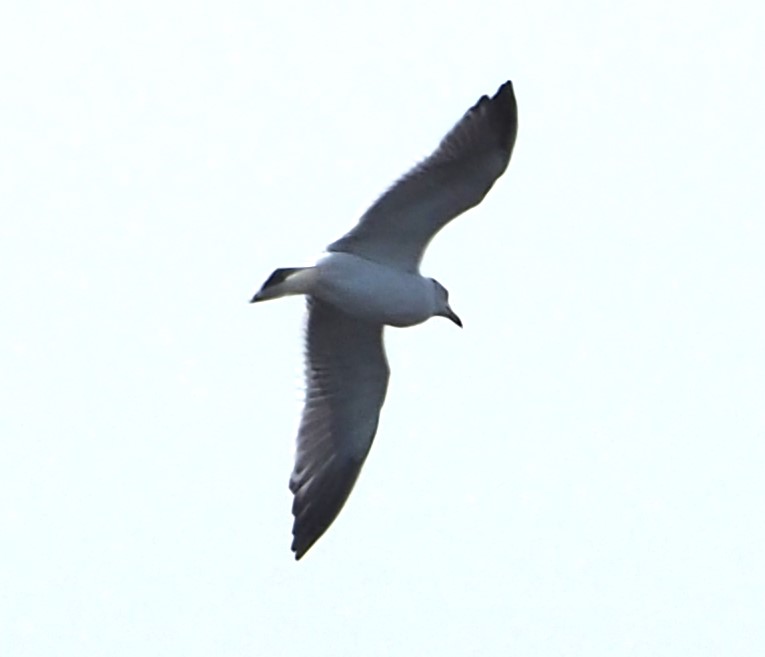 六甲アイランドの野鳥たち