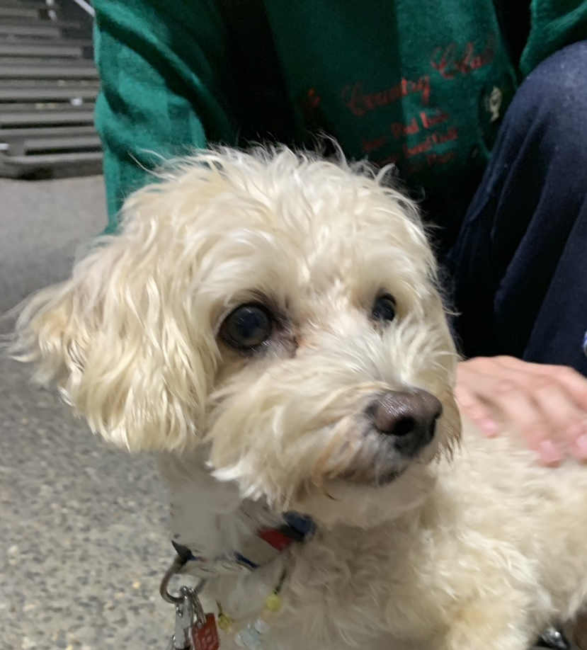 名探偵マシュマロのぼうけん