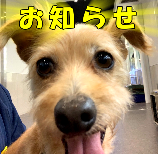 【モデル犬】１月～2月分ご予約開始日のお知らせ🐶