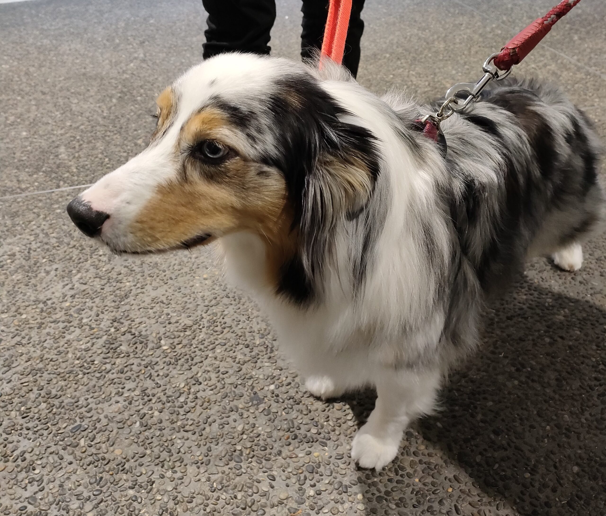 【🐶新しいトレーニング犬が仲間入り🐶】