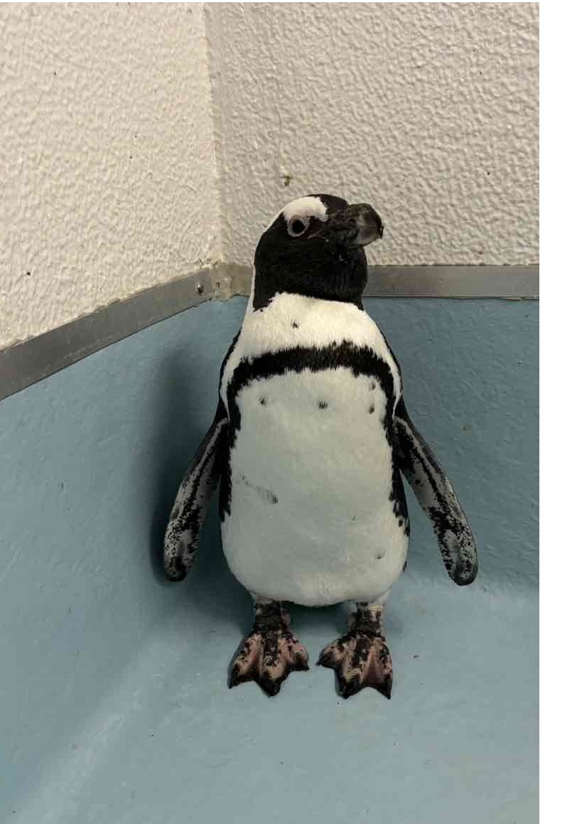 本校のケープペンギン「ユメ」につきまして