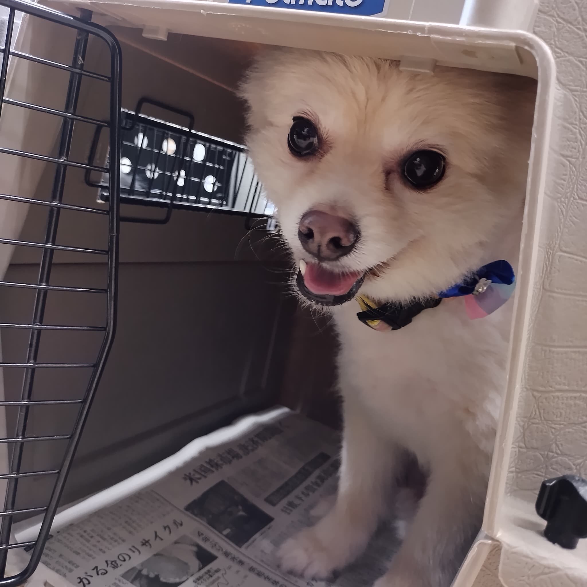 モデル犬の紹介