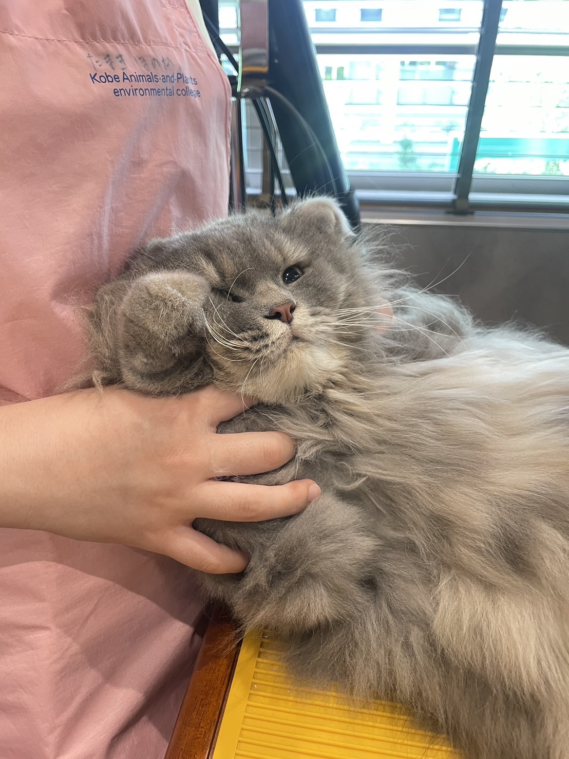 猫グルーミング