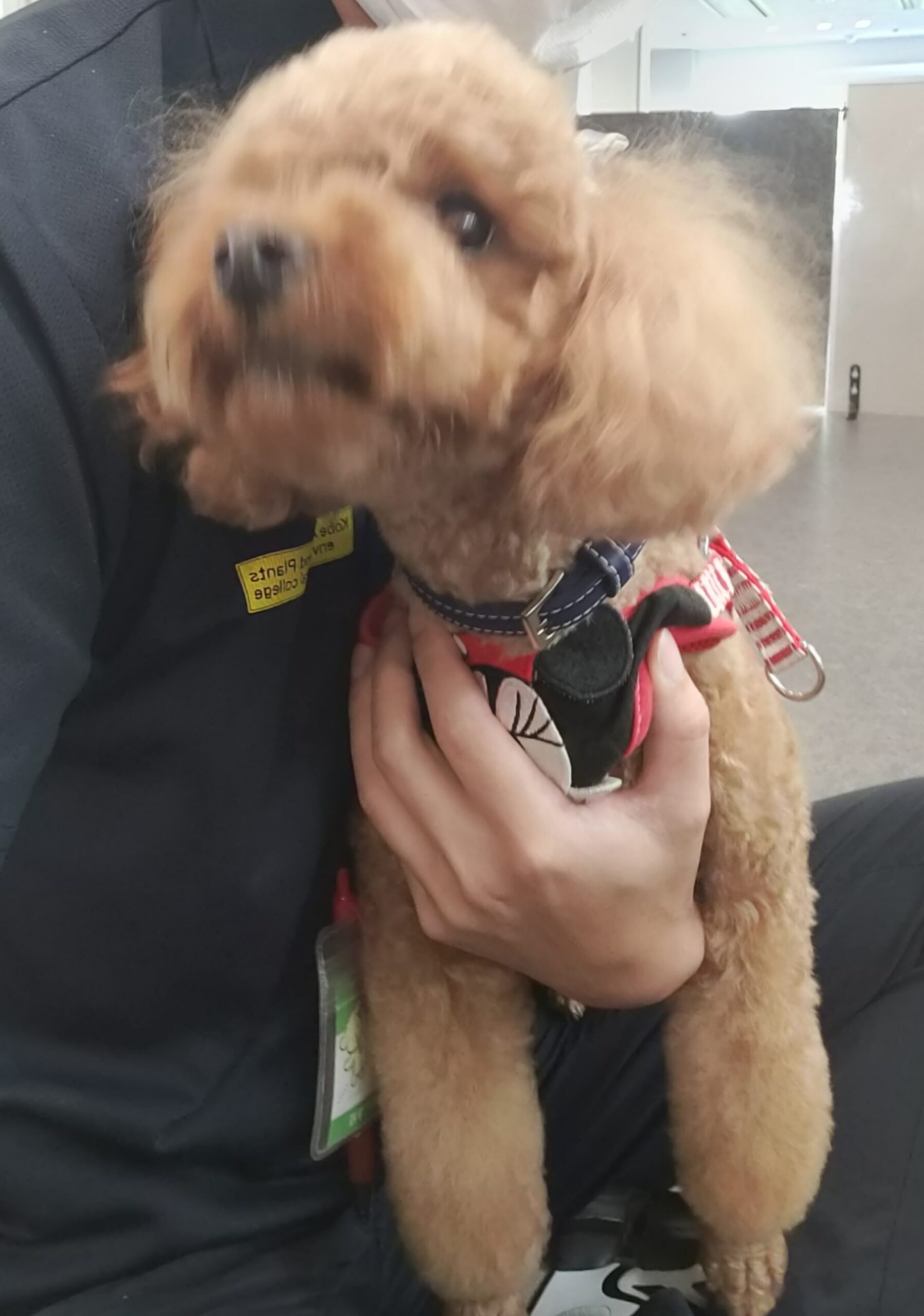 🐶モデル犬募集中🐶