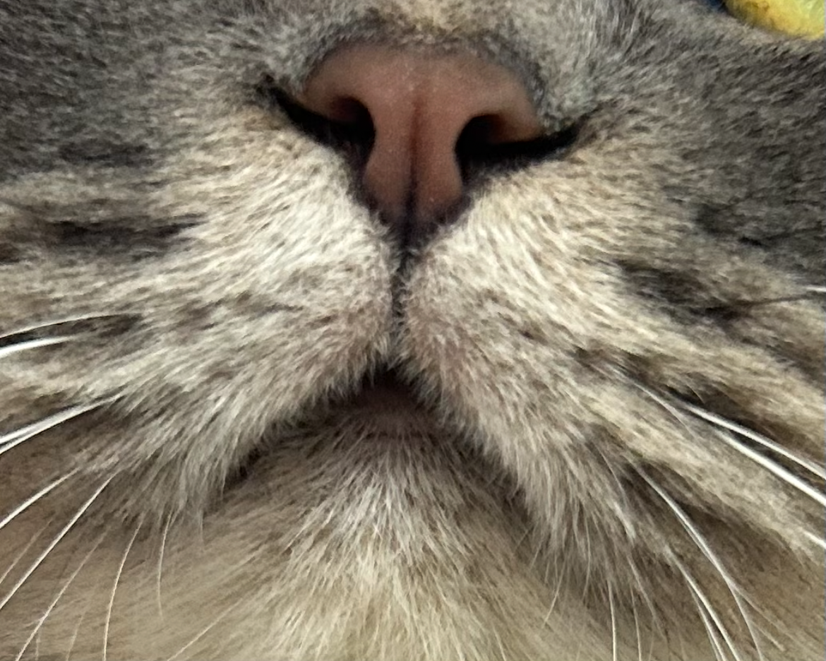 吾輩たちは猫である…