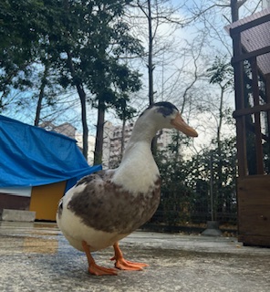 明けましておめでとうございます🌄