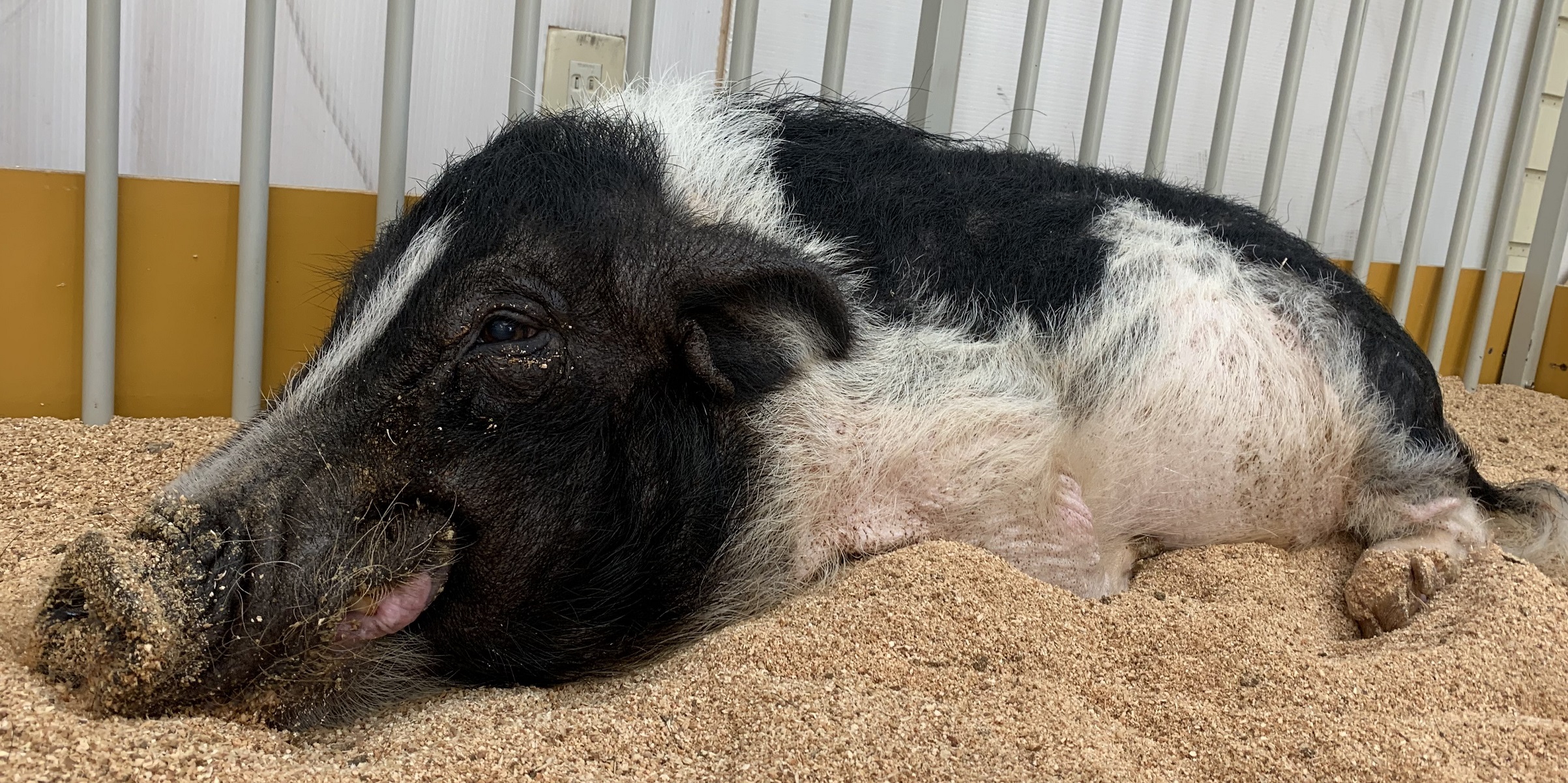 ぶぅについてのご報告