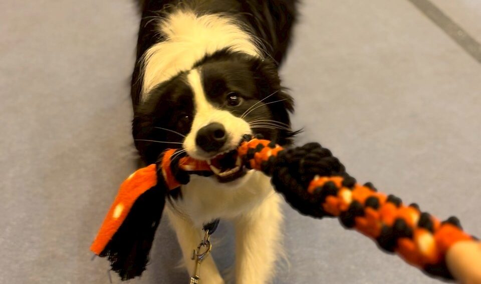 ボーダー・コリー