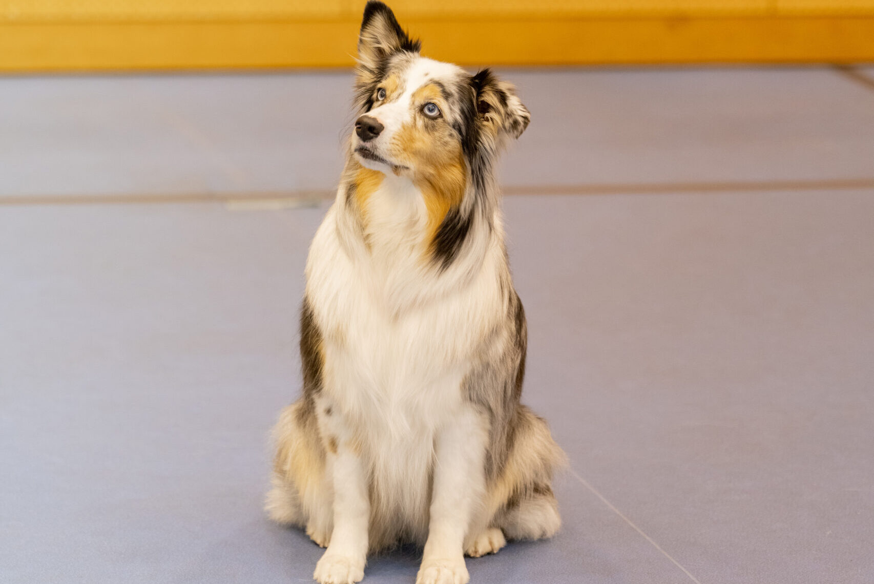 オーストラリアン・シェパード