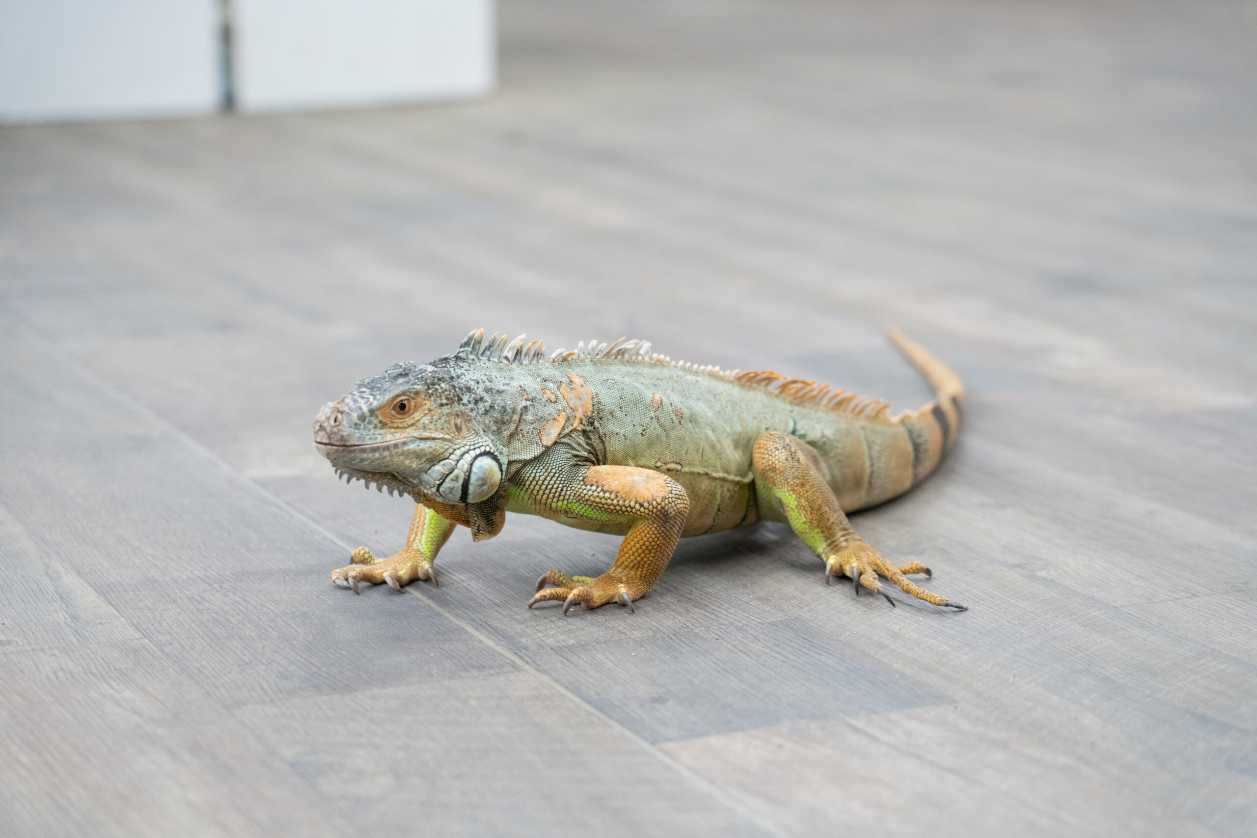 グリーンイグアナ