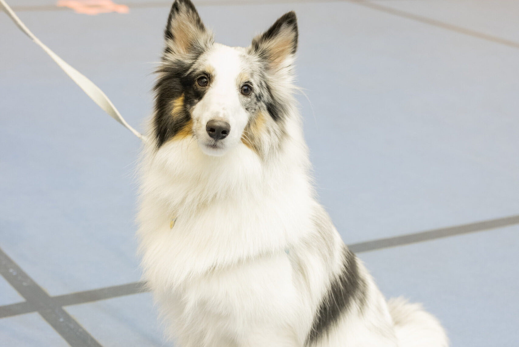 シェットランド・シープドッグ