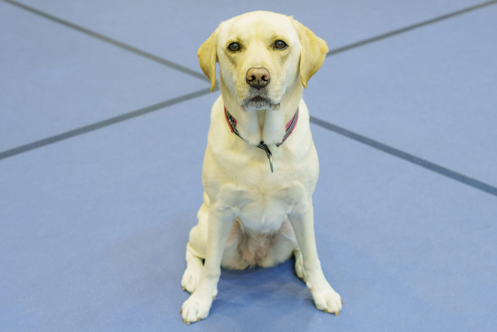 ラブラドール・レトリーバー