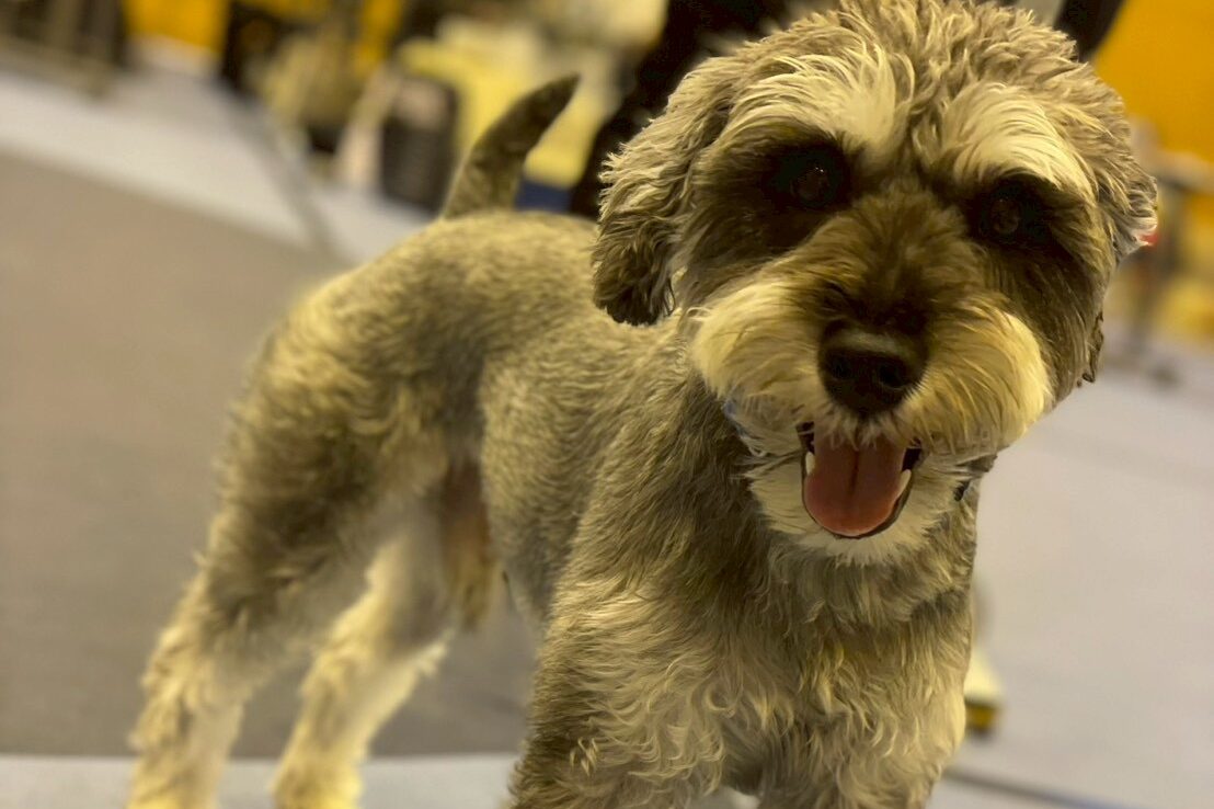 ミニチュア・シュナウザー