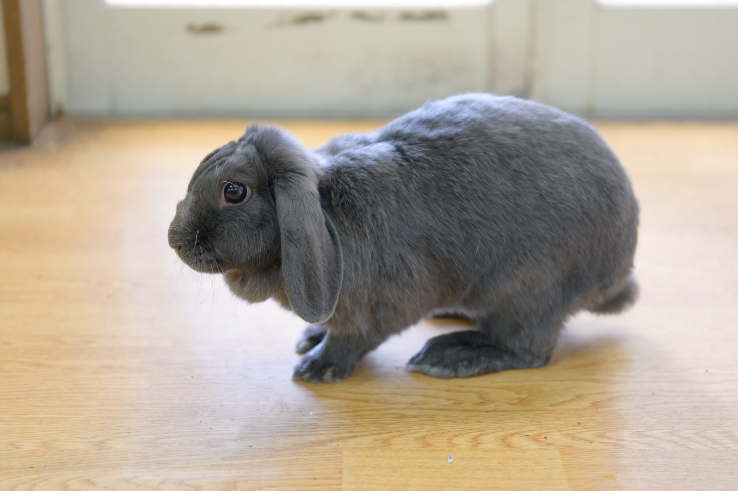 ホーランドロップ