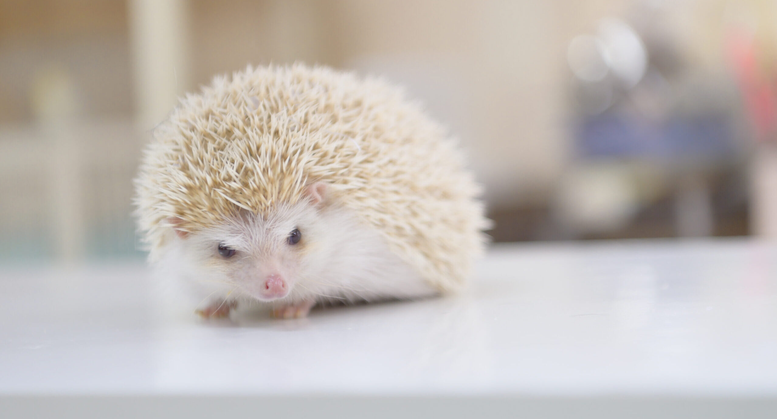 ヨツユビハリネズミ