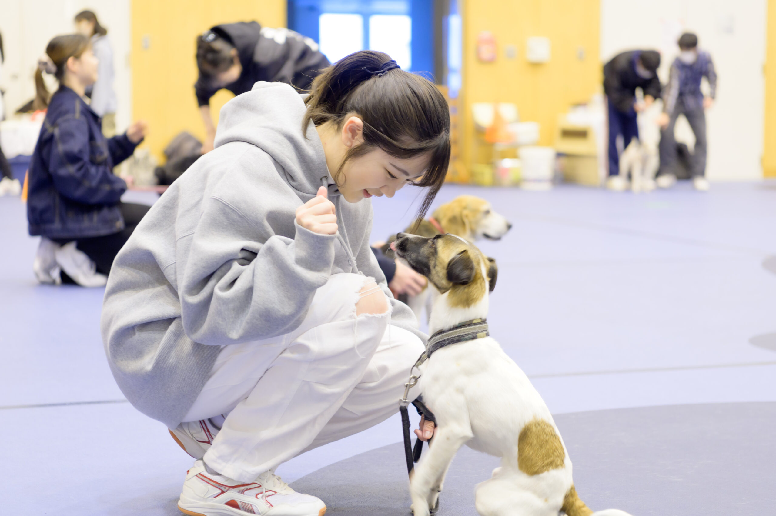 ドッグトレーニングサークル