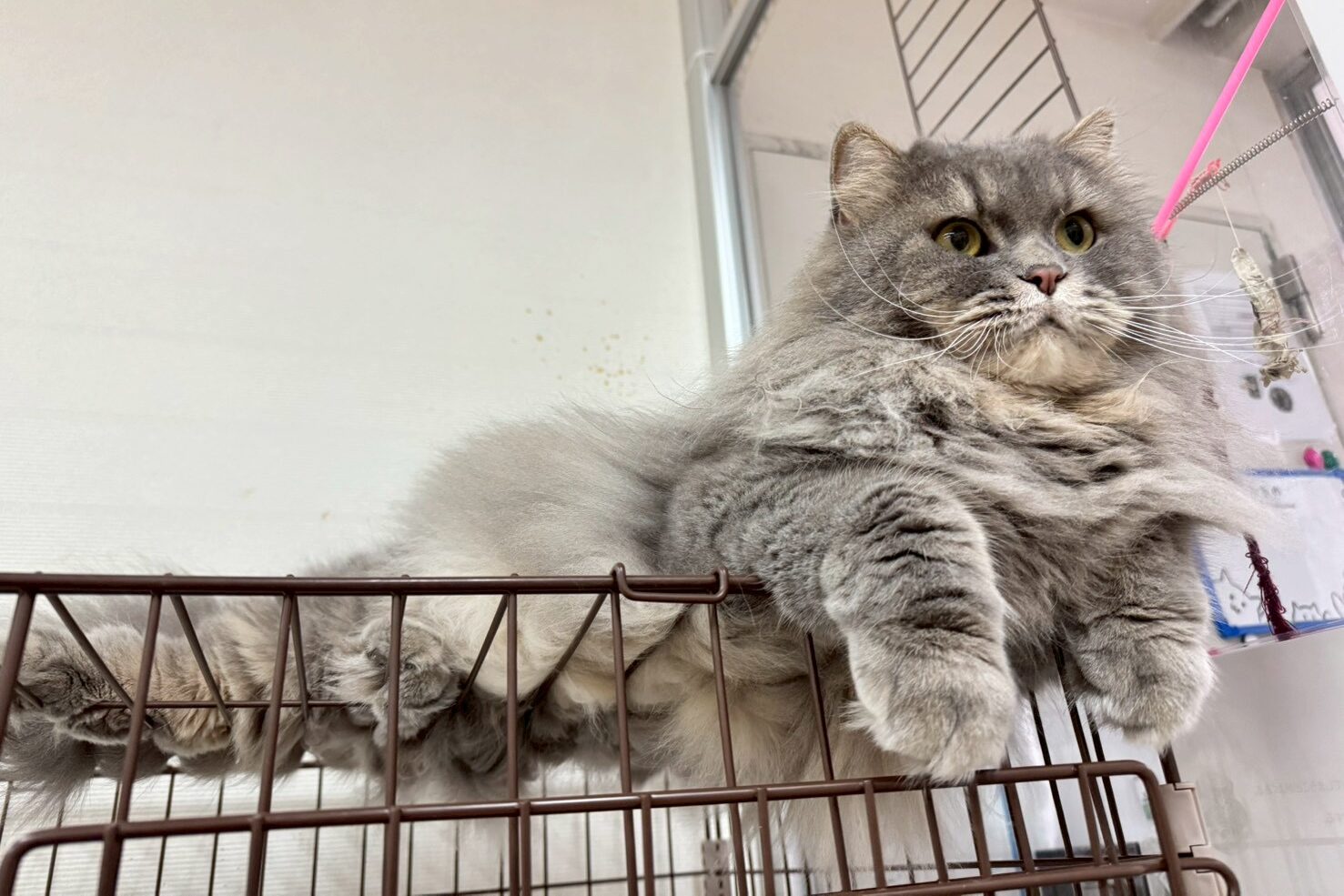 ネコ（スコティッシュフォールド）