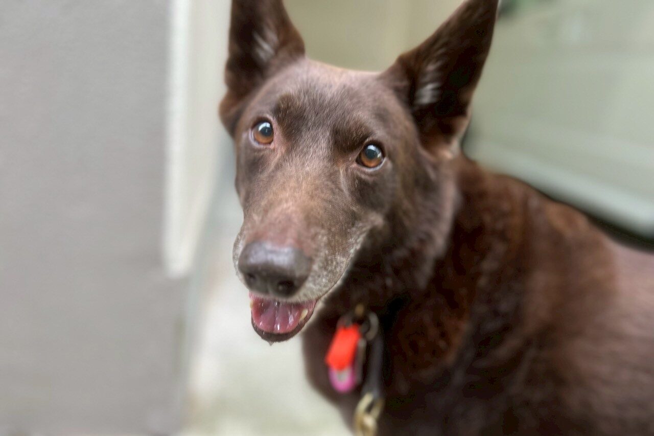 オーストラリアン・ケルピー