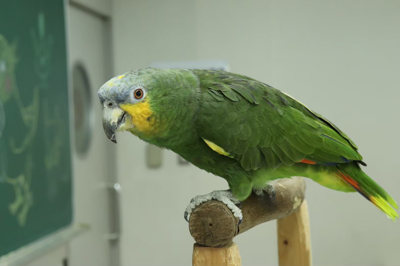 キソデボウシインコ