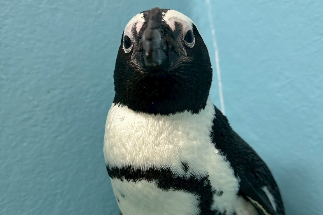 ケープペンギン