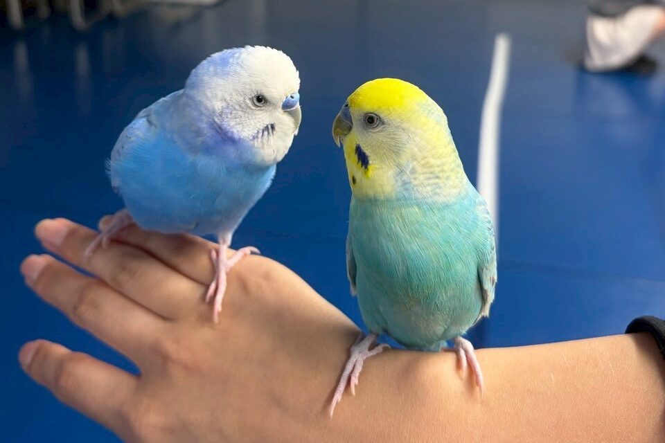 セキセイインコ