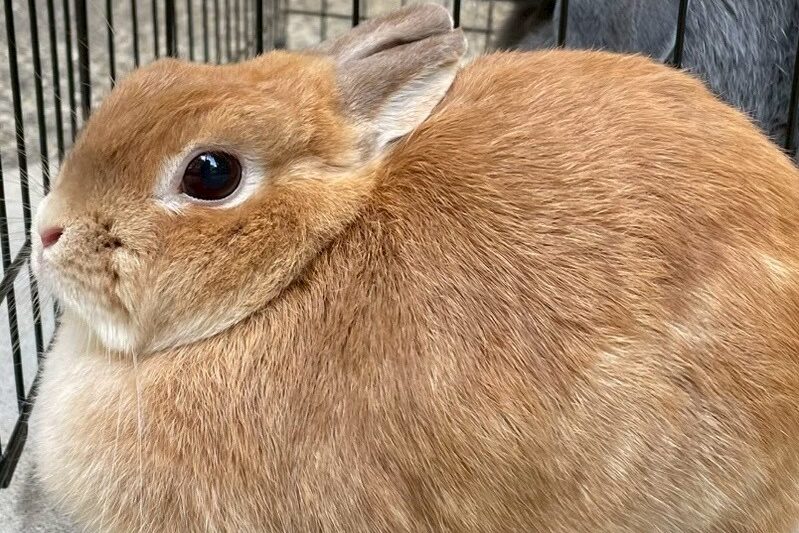 ネザーランドドワーフ