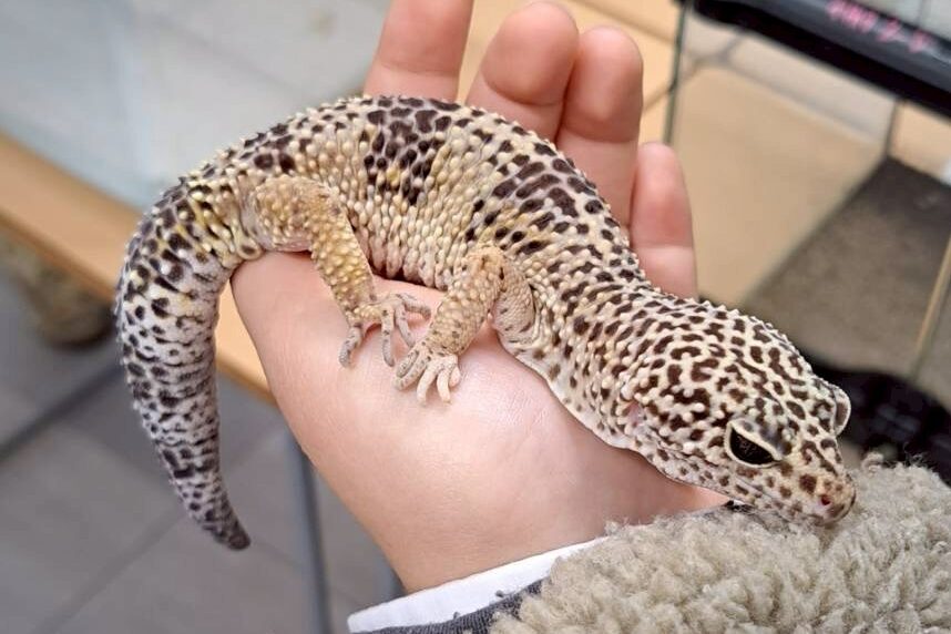 ヒョウモントカゲモドキ