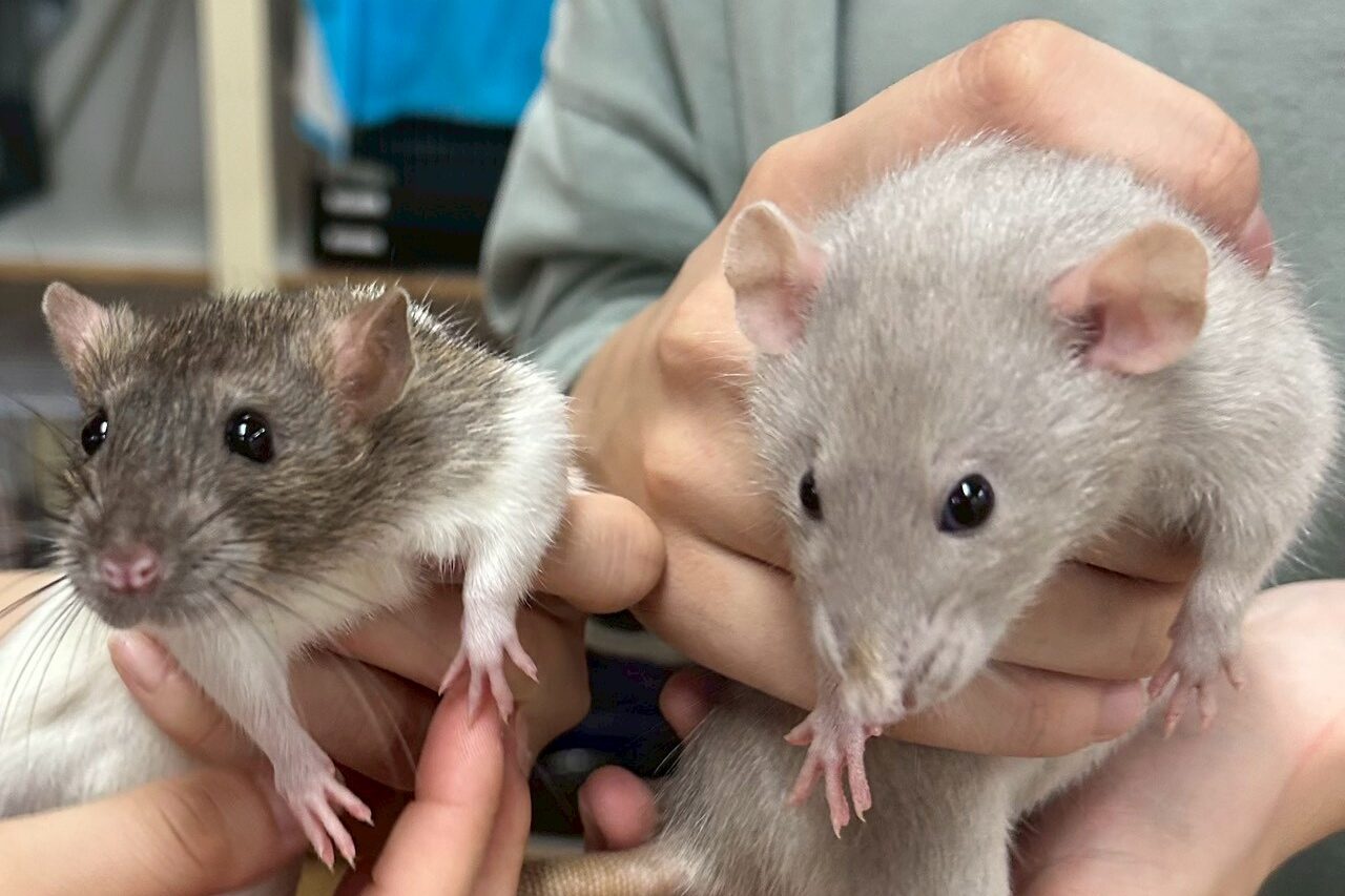 ファンシーラット