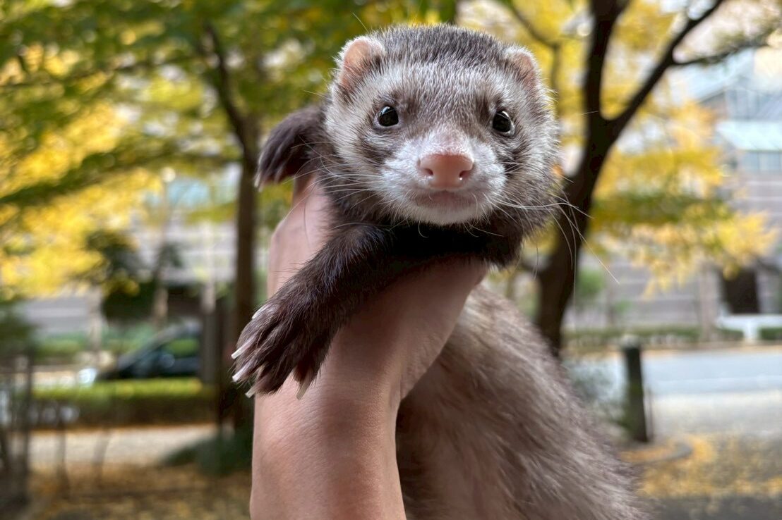 フェレット