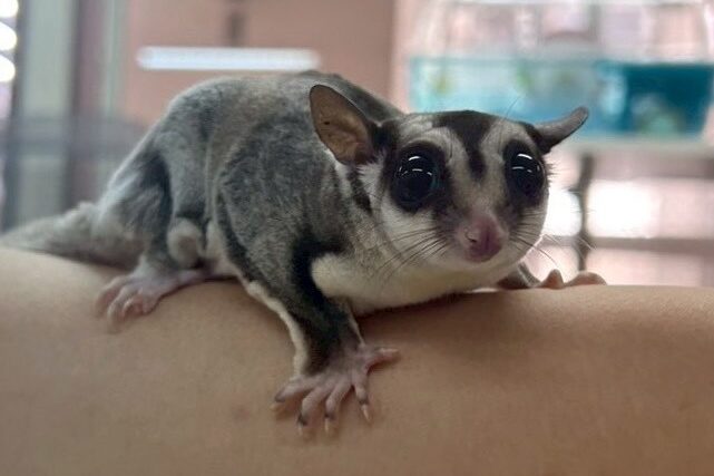 フクロモモンガ