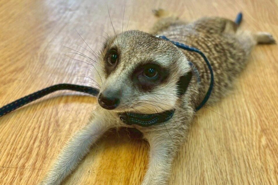 ミーアキャット